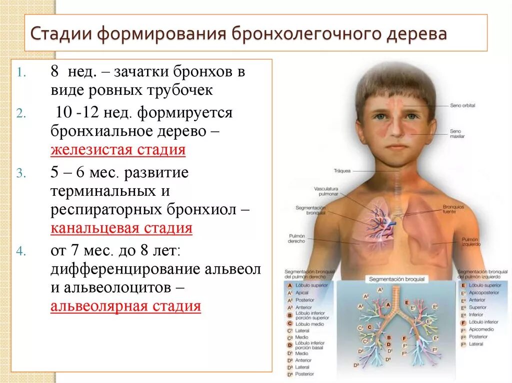 Стадии развития легких. Этапы формирования легких. Этапы развития дыхательной системы. Пороки развития бронхолегочной системы у детей. Этапы формирования легких у детей.
