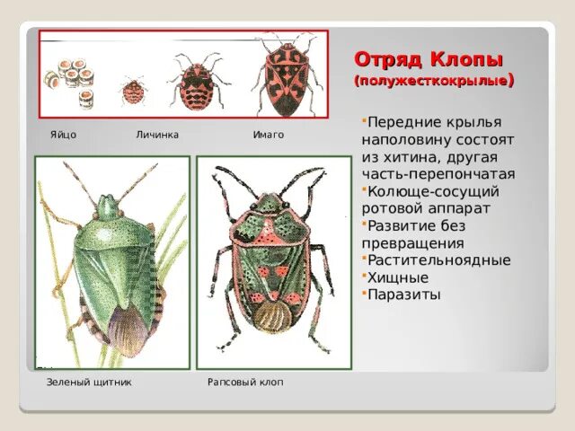 Какое развитие у клопа. Отряд полужесткокрылые Крылья. Ротовой аппарат клопа щитника. Отряд полужесткокрылые строение. Клопы полужесткокрылые ротовой аппарат.