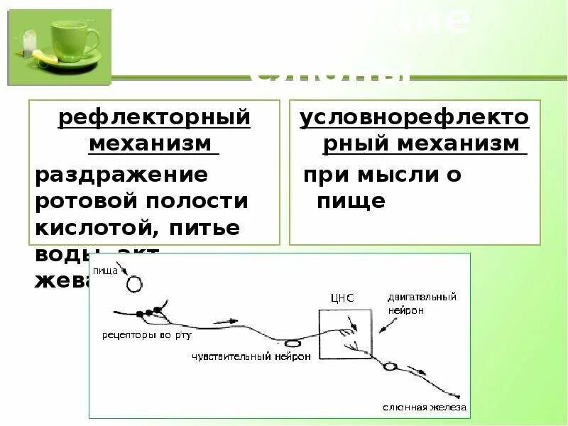 Слюнной рефлекс. Выделение слюны рефлекторной механизм. Рефлекторная дуга пищеварения ротовая полость. Интеллект карта пищеварение в ротовой полости.