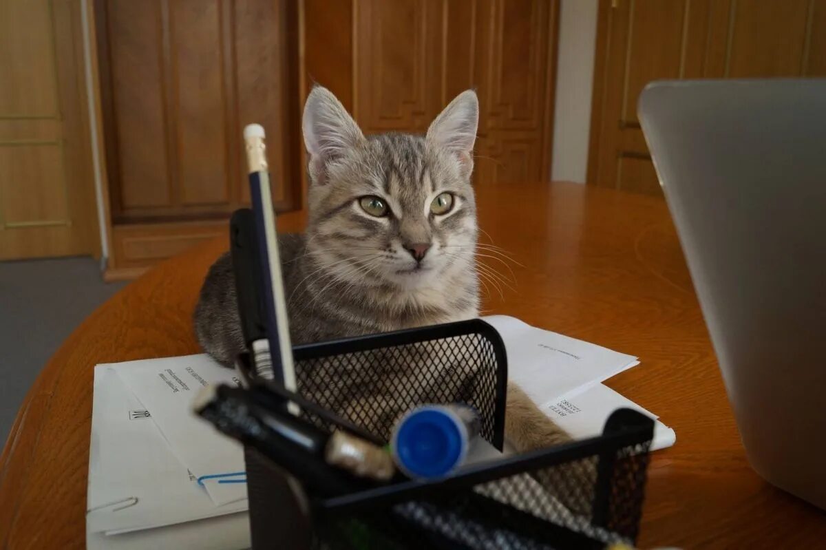 Кошка работает. Кошка на работе. кот секретарь. кот трудится. котики трудятся.