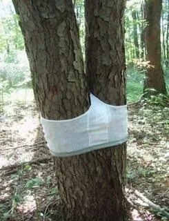 Одела деревца