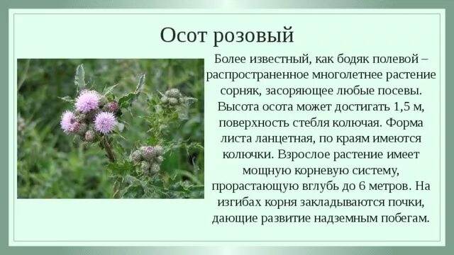 Бодяк полевой покрытосеменные. Бодяк (осот). Бодяк полевой Биогруппа. Осот розовый Бодяк полевой. Бодяк полевой (осот).