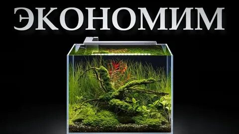 Аквариум помощь