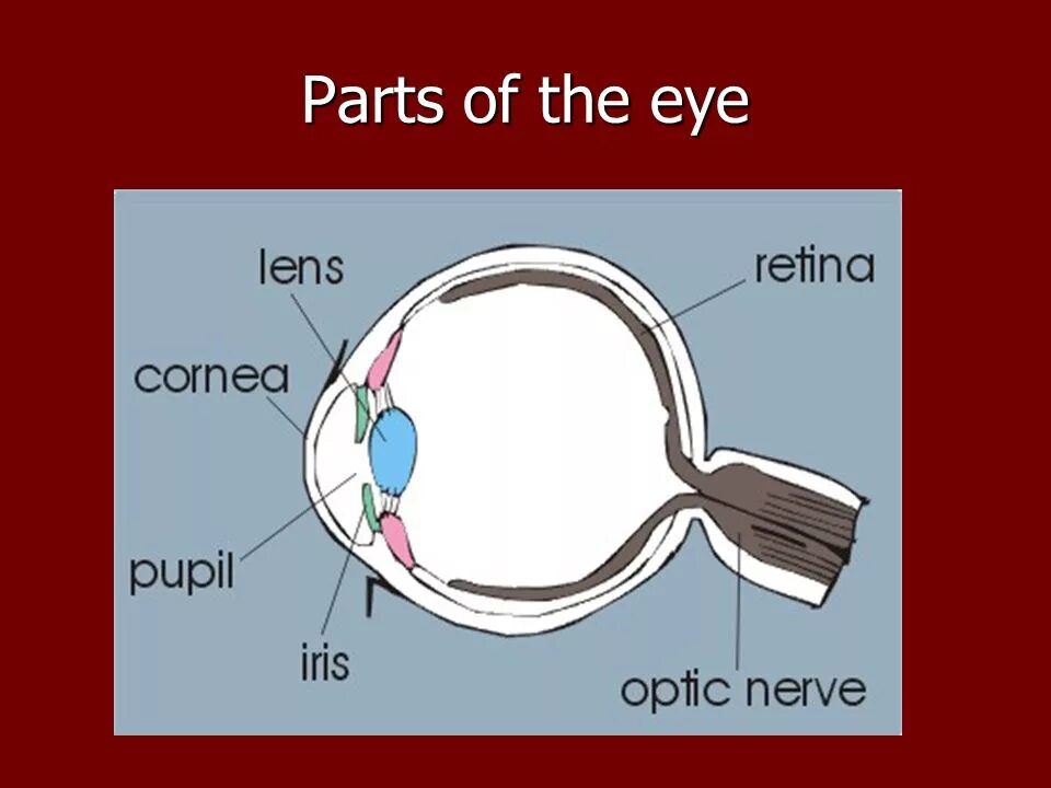 Visual system