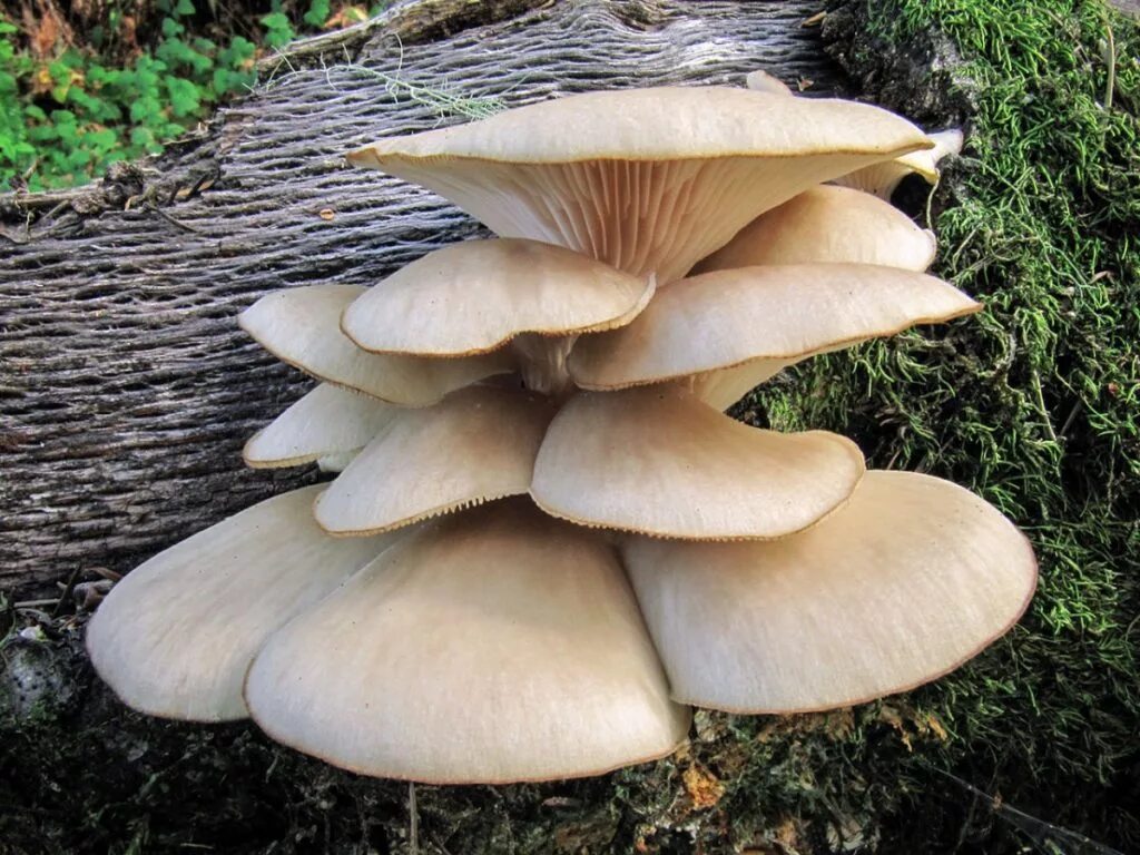 Вёшенка устричная (Pleurotus ostreatus). Вешенка обыкновенная (Pleurotus ostreatus). Вёшенка обыкновенная. Вёшенка обыкновенная / Pleurotus ostreatus. Вешенка опята