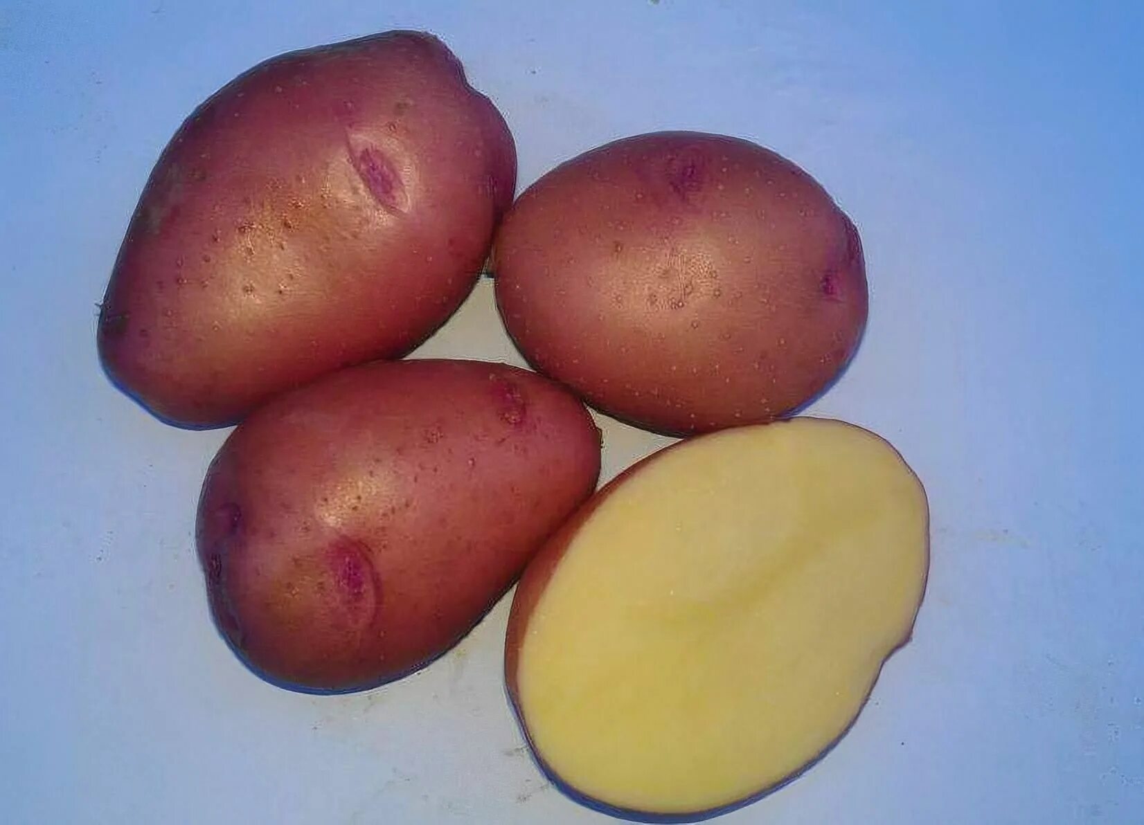 Семенной картофель Розара. Сорт картофеля Розара. Картофель Розара элита семенной.
