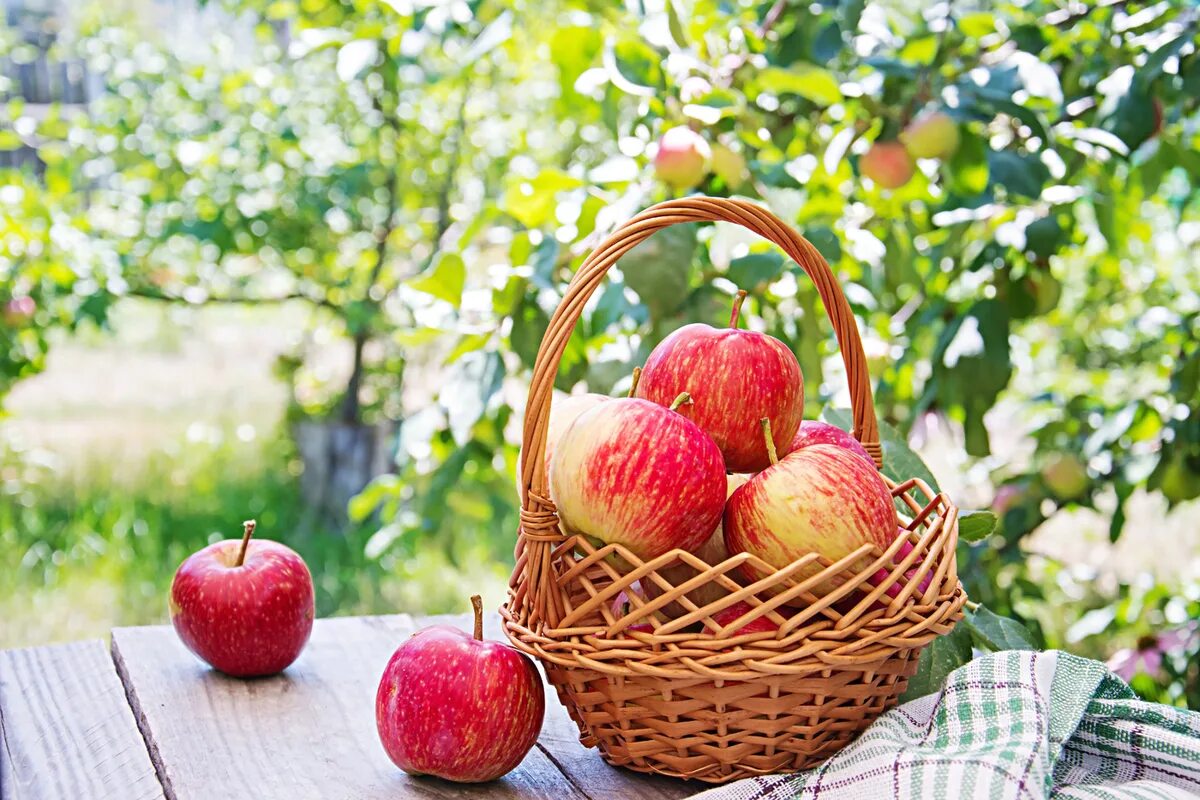 Яблочный спас. Корзины с яблоками. Красивое яблоко. Август яблоки. Яблоки яблочный спас