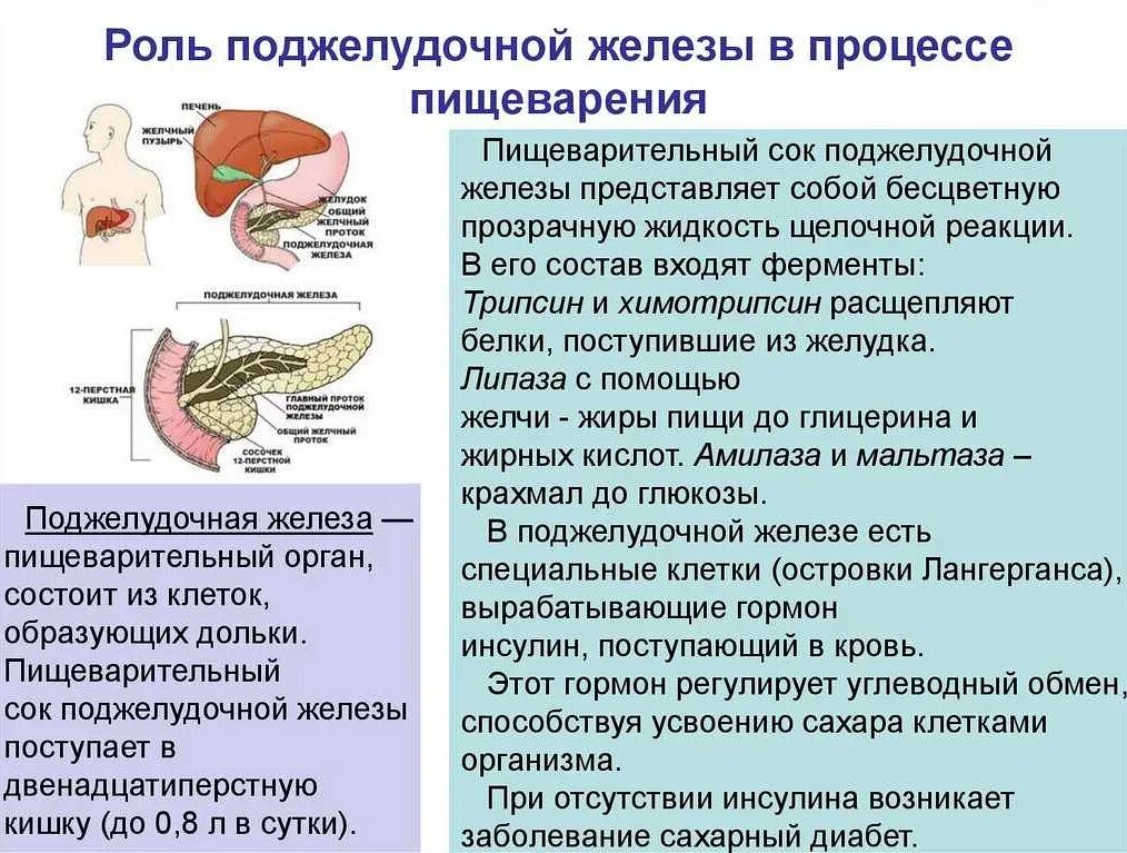 Поджелудочная желелеза. Функции поджелудочной железы. Пищеварительная система поджелудочная железа. Секрет поджелудочной железы функции