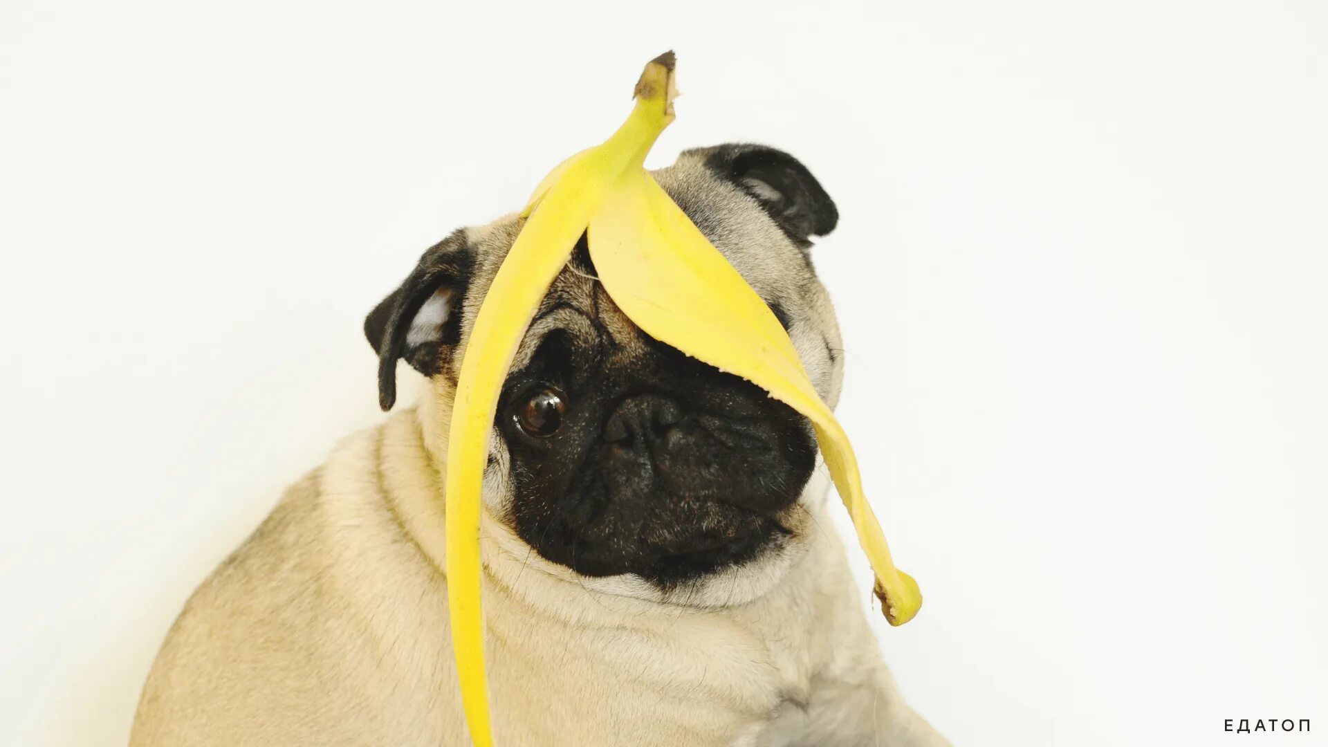 Можно собакам давать бананы. Мопс банан. Пёс с бананом на голове. Pagnana банановый Мопс. Пёс Мопс в костюме банана.
