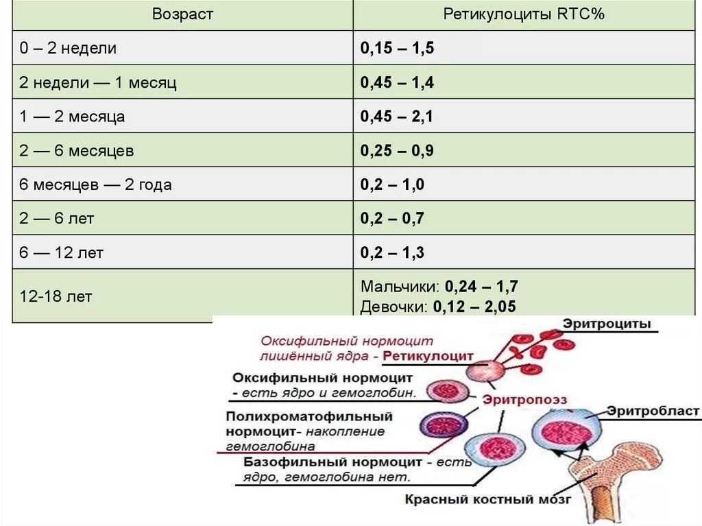 Повышены эритроциты у ребенка 2 года. Норма ретикулоцитов в анализе крови. Ретикулоциты в анализе крови норма. Общий анализ крови ретикулоциты норма. Норма показатели крови ретикулоциты.