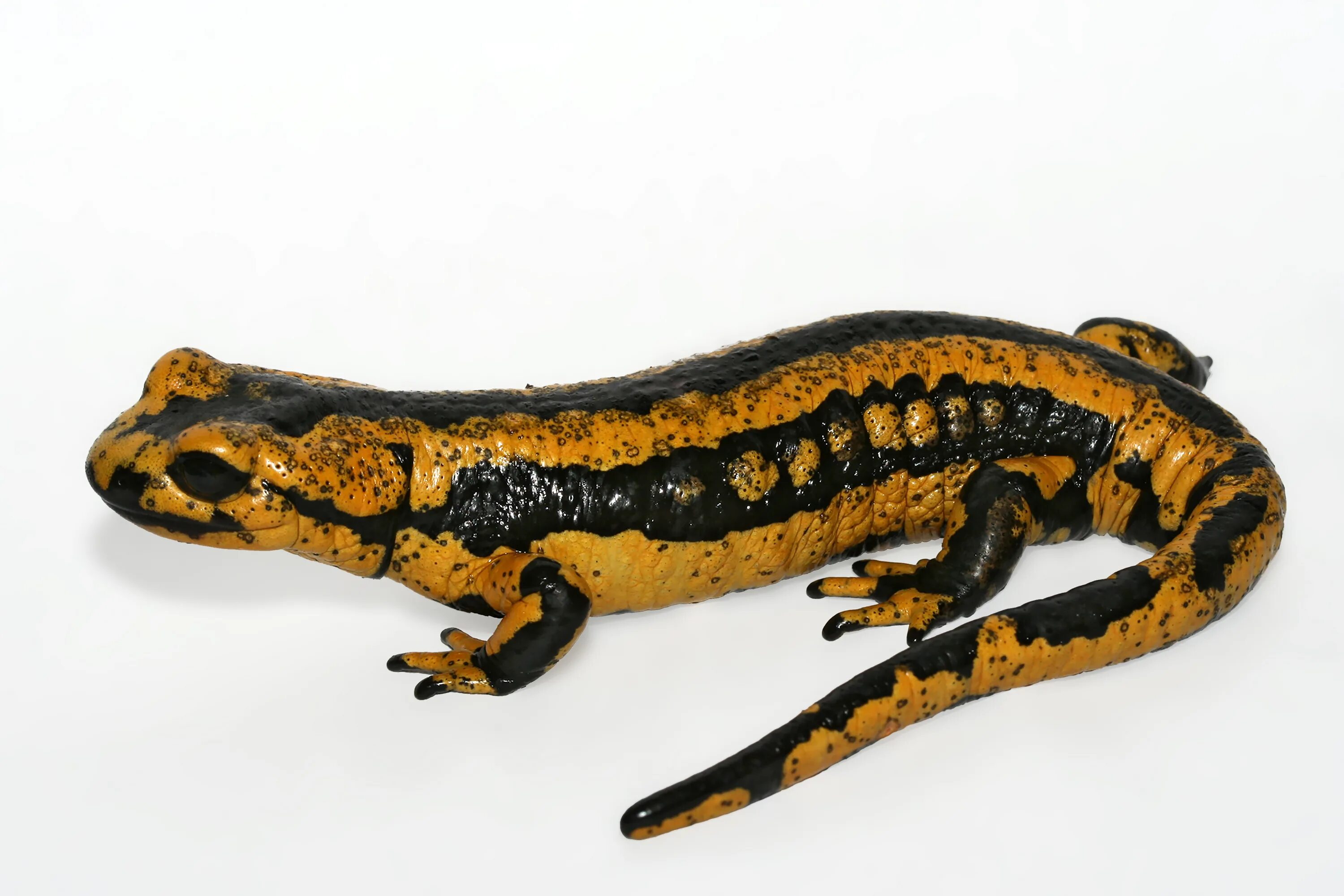 Огненная саламандра. Огненная саламандра Salamandra Salamandra. Flame Salamander (Огненная саламандра). Саламандра в Египте.