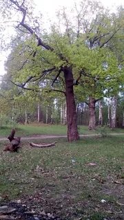 Нижняя дубрава