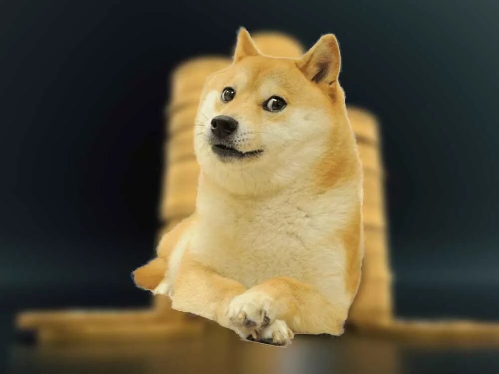Как зовут доге. Как зовут доге. Доги мем. Сиба ину доги. Dogecoin шиба.