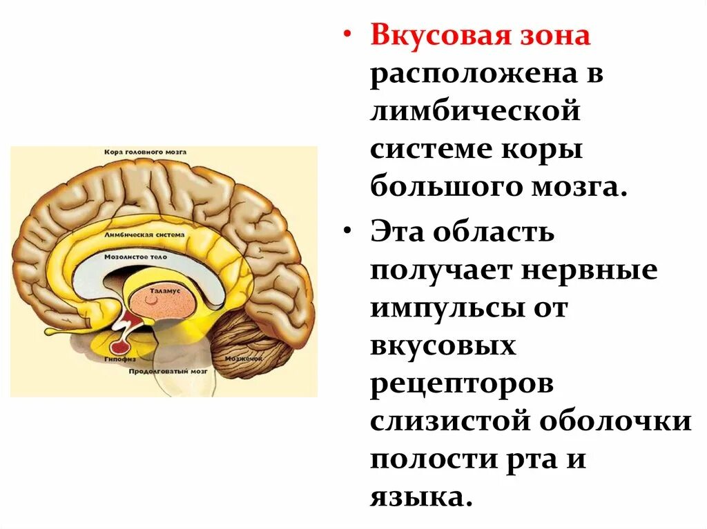 Вкусовая зона коры большого мозга находится. Лимбическая система. Восприятие вкуса зона мозга.