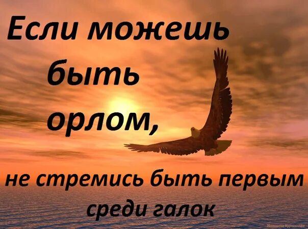 Хочу есть орел. Если можешь быть орлом, не стремись стать первым среди галок. Пифагор.. Если хочешь быть орлом не стремись стать первым среди галок. Если можешь быть орлом. Если ты рожден орлом не стремись.