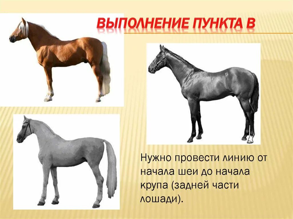 Задание по биологии с лошадью. ОГЭ биология лошадь. Селекция лошадей презентация. Конь выполнение упражнения.