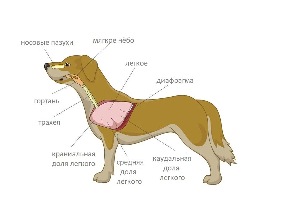 Дыхательная система собаки. Внутреннее строение собаки анатомия. Строение дыхательной системы собаки. Органы дыхания собаки анатомия. Строение внутренних органов собаки схема.