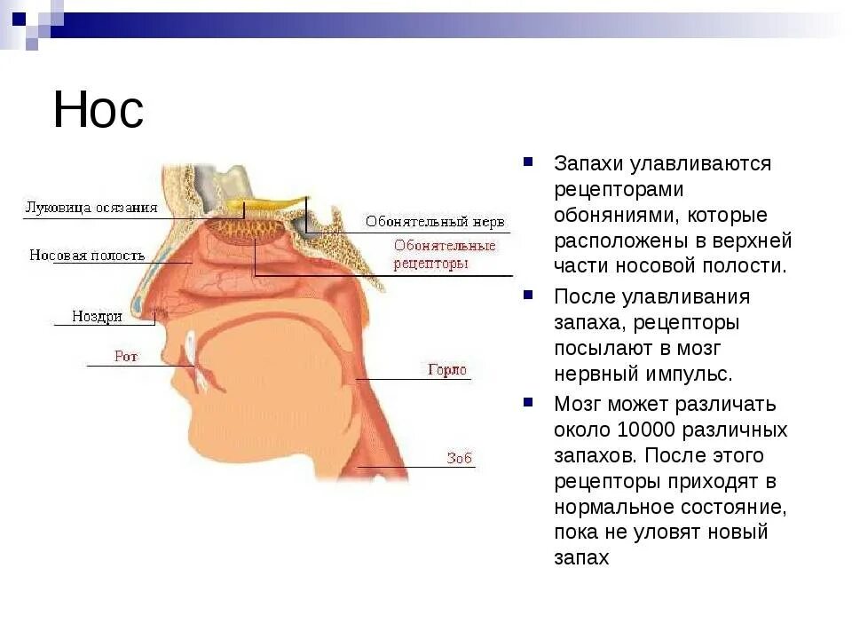 Как работает обоняние