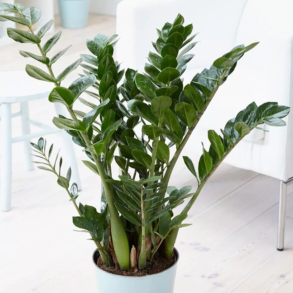 Замиокулькас фото. Замиокулькас замиелистный. Замиокулькас Emerald Palm. Аспидистра замиокулькас. Замиокулькас Замифолия.