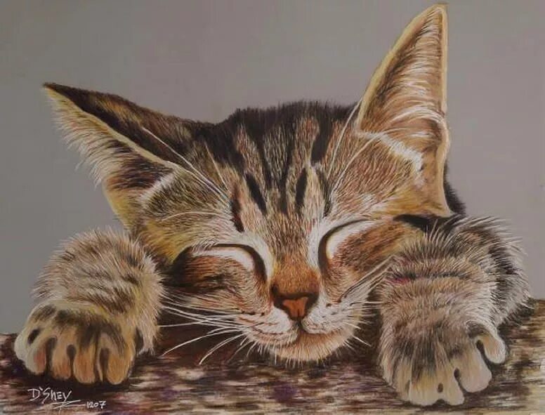 Cat nap art