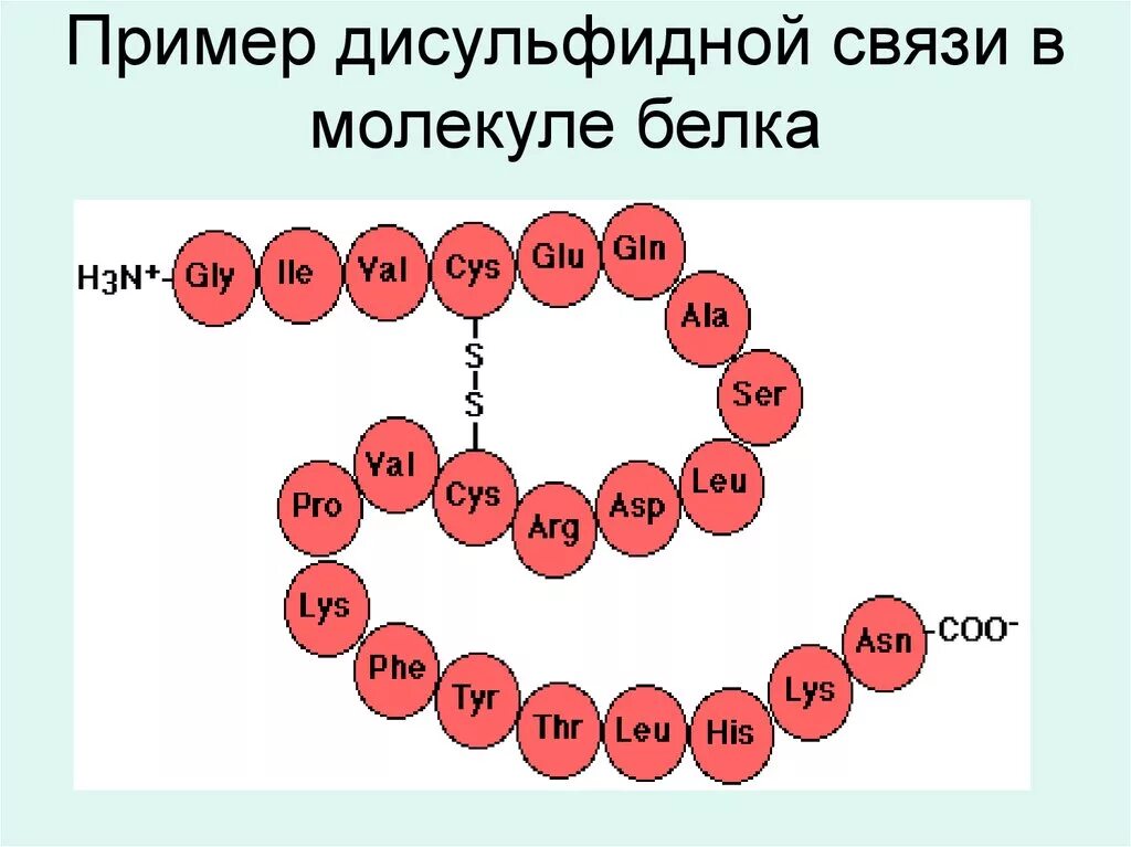 Дисульфидная связь в молекуле белка