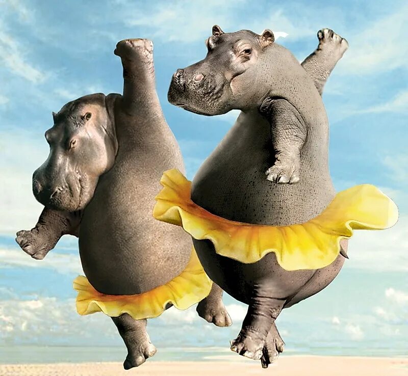 поющие животные. животные танцуют поют. собака поет. лемур сифака. животные радуются.