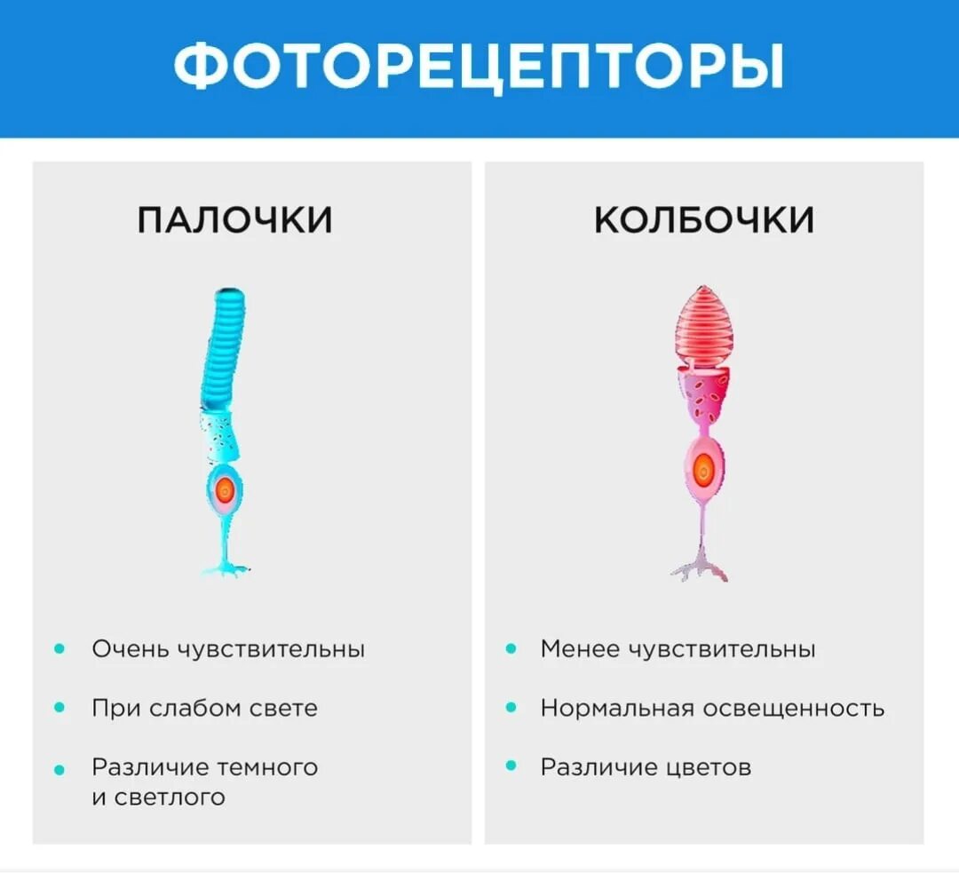 Выберите верные характеристики палочек глаза. Колбочки и палочки глаза функции. Палочки и колбочки функции таблица. Фоторецепторы палочки и колбочки. Рецепторы палочки функции.