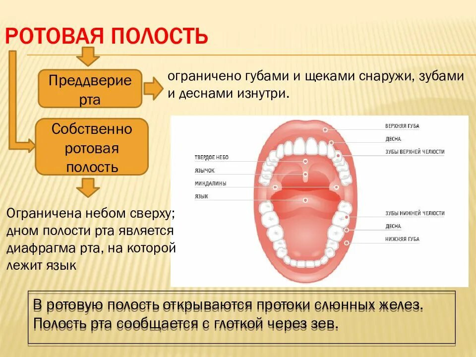 Ротовая полость объём мл. Строение ротовой полости. Строение рта и ротовой полости. Ротовая полость строение анатомия.