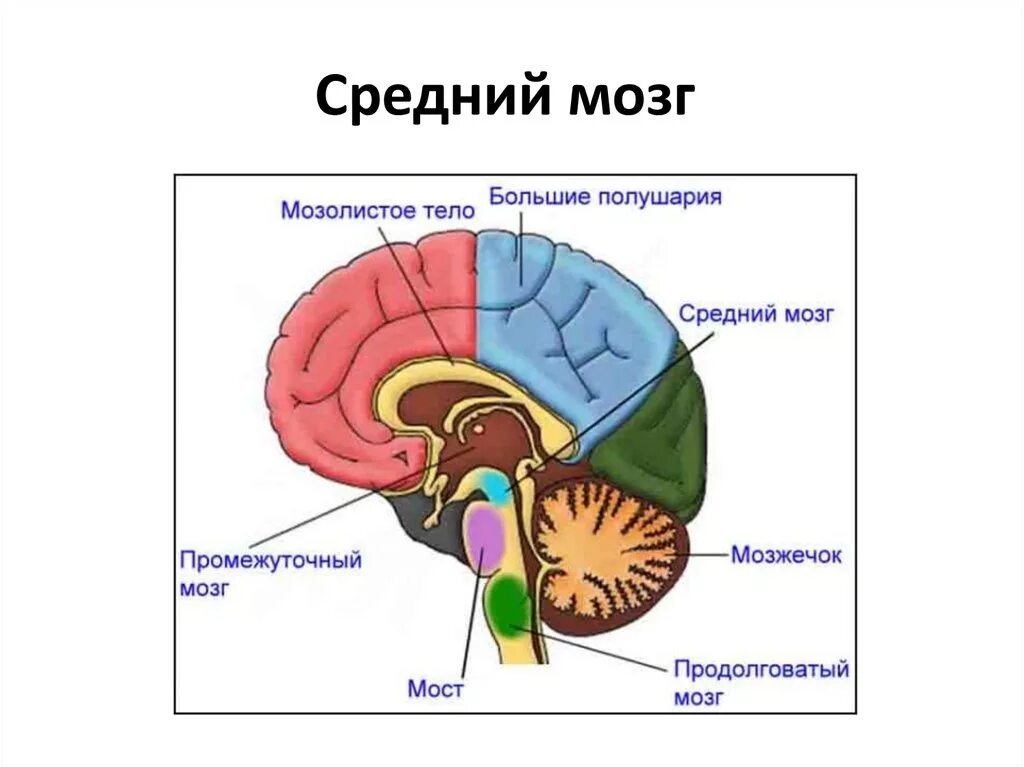 Большое полушарие мозолистое тело мост гипоталамус. Средний мозг анатомия строение. Отделы среднего мозга анатомия. Отделы среднего мозга схема. Анатомия головного мозга человека средний мозг.