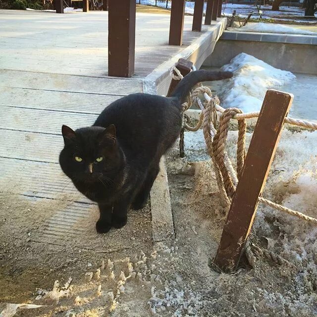 Кот в Аптекарском огороде. Аптекарский огород коты. Черный кот из аптекорского города. Главный цветочный кот в Аптекарском огороде. Кот разрушил