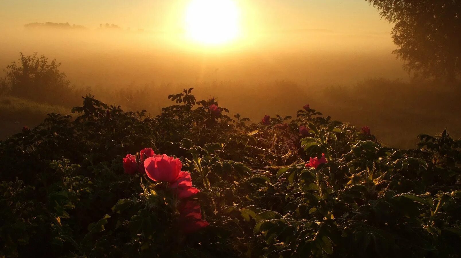 Розы на рассвете. Розы на солнце. Розы в тумане.