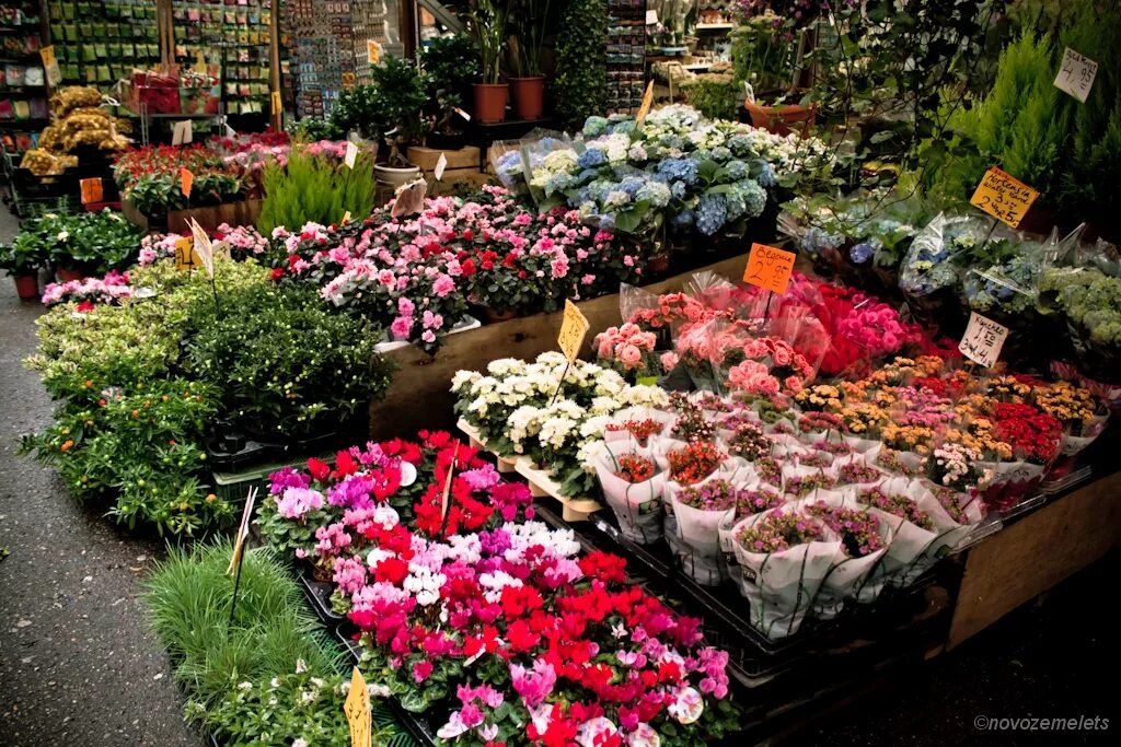 Новый цветочный рынок. Цветочный рынок пак Клонг Талат. Цветочный рынок СПБ. Волшебный рынок цветов.