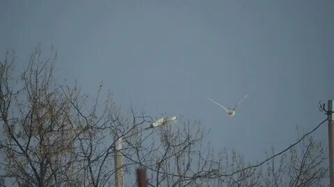 Летать в новосибирске