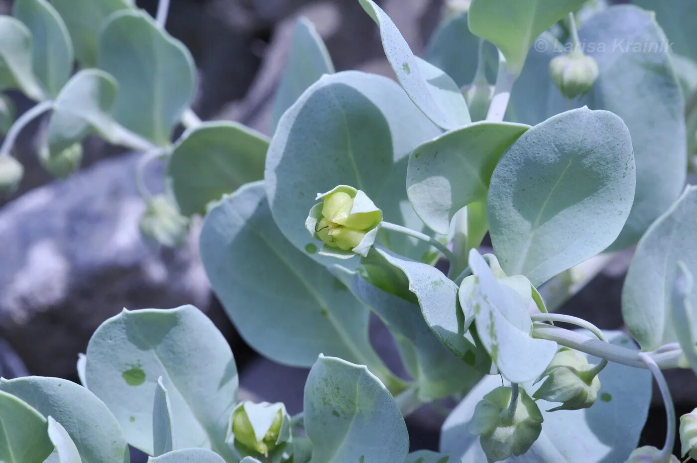 Мертензия Приморская (Mertensia maritima). Мертензия Сильвер оушен. Мертензия устричный. Мертензия Приморская устричный океан.