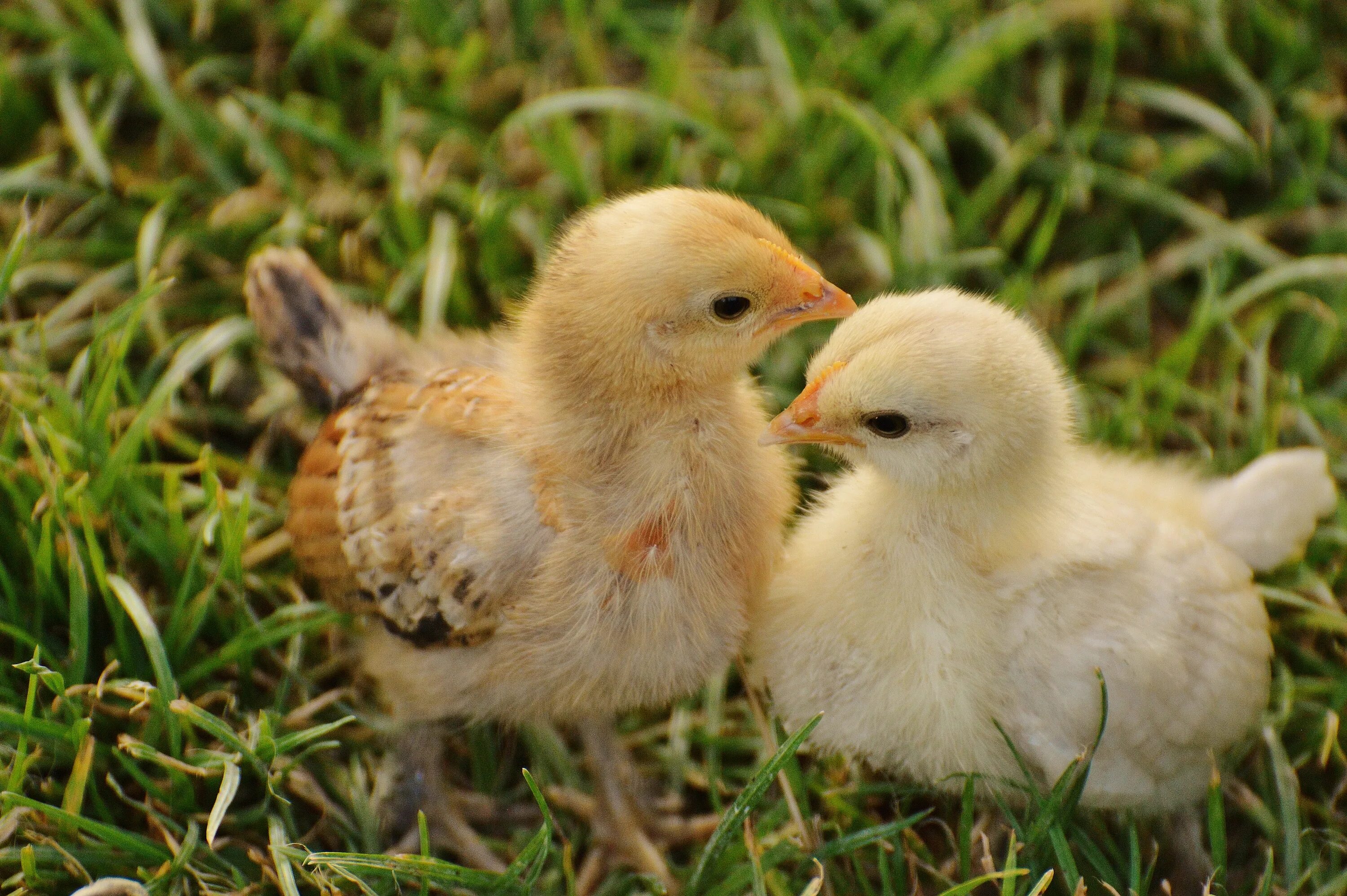 Chick 1. Красивые цыплята. Птенцы домашних птиц. Куры и цыплята. Курочка с птенцами.