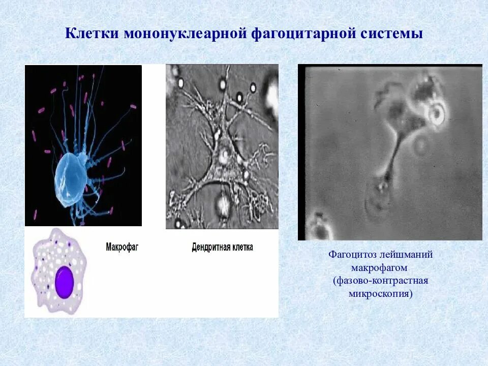 иммунокомпетентные клетки. фагоцитоз бактерий нейтрофилами.
