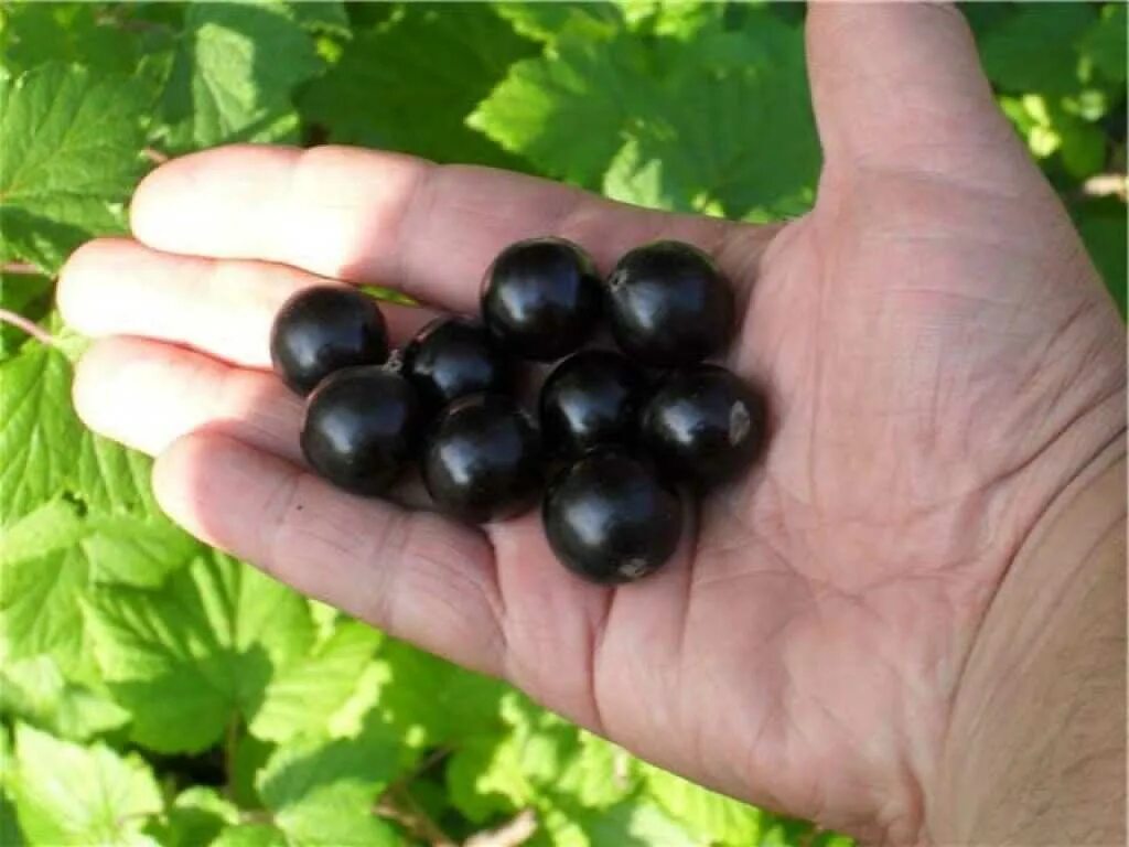 Смородина пигмей куст. Смородина церера. Смородина сорта ядреная фото. Смородина ядреная 2. Смородина сорта ядреная фото.