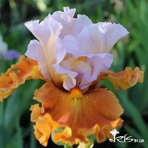 Ирис германский пинк горизонт. Французские ирисы ирисы кайо. Вал ирис. Вал ирис. Ирис jazz era.