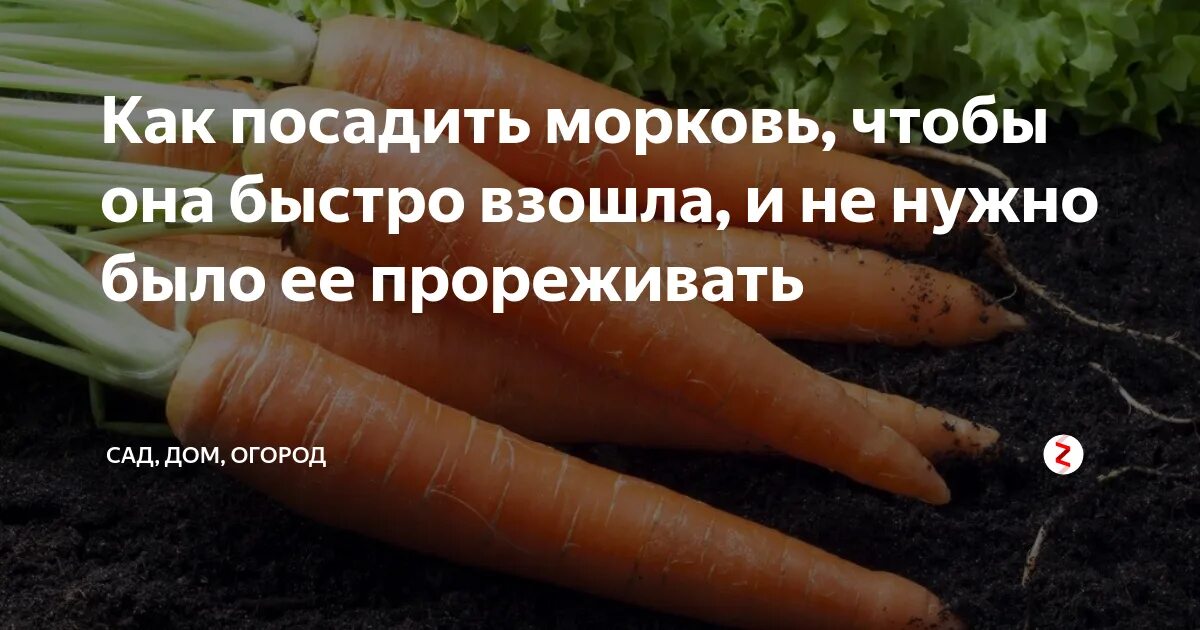 Можно ли посеять морковь. Морковь взошла. Чтобы морковь быстрее взошла. Посадка моркови для быстрого всхода. Морковь посевная для быстрой всхожести.