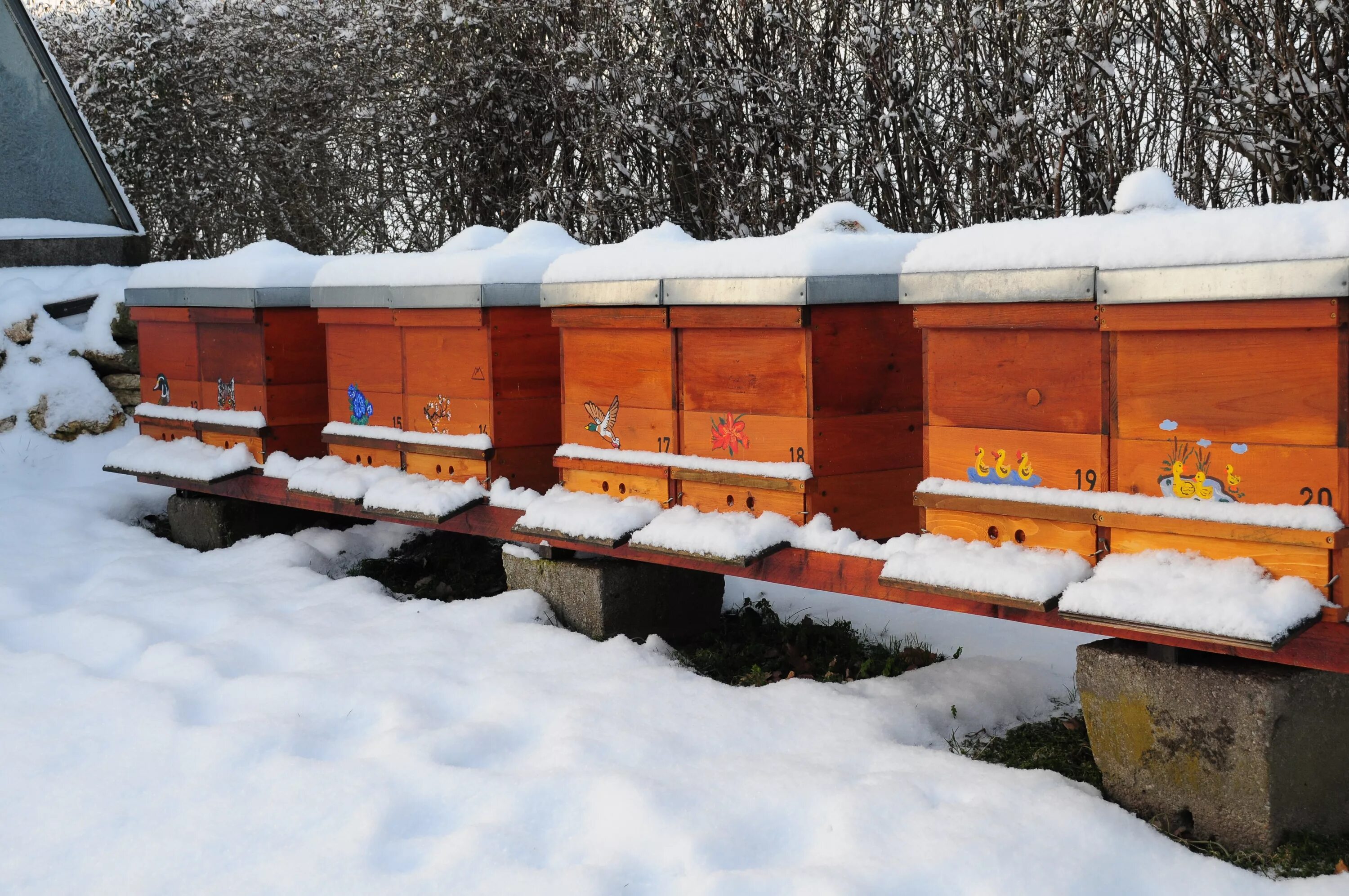 Температура улья пчел. Пчеловодство зимовка пчел в многокорпусном улье. Улей зимой. Пчелы зимой. Пчелы в улье зимой.