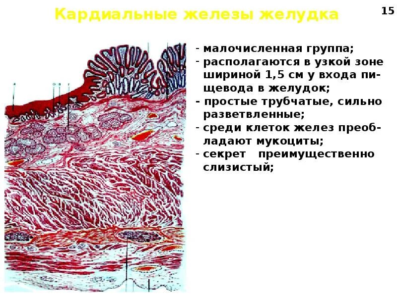 Кардиальные и пилорические железы желудка. Строение желез желудка гистология. Кардиальные железы желудка. Строение кардиальных желез. Строение желез желудка