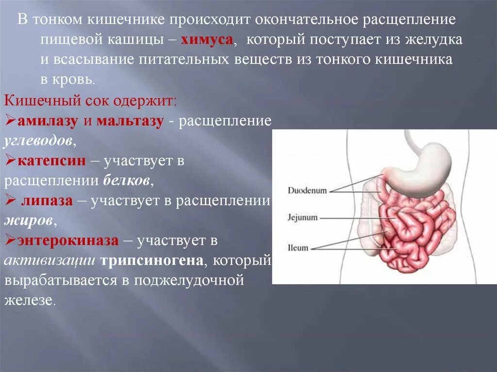 Процессы в кишечнике человека