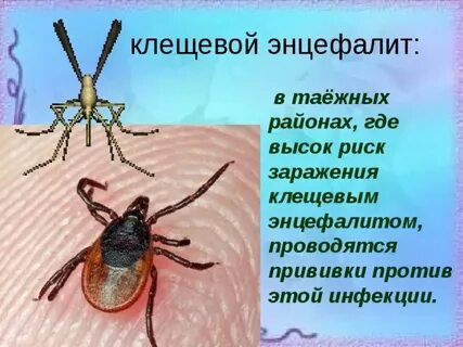Таежный клещ является возбудителем энцефалита