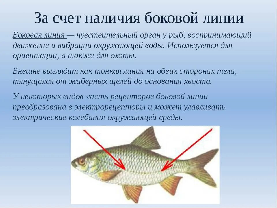 Боковыми называют. Боковая линия у рыб. Органы боковой линии у рыб. Боковая линия у рыб функции. Строение боковой линии у рыб.