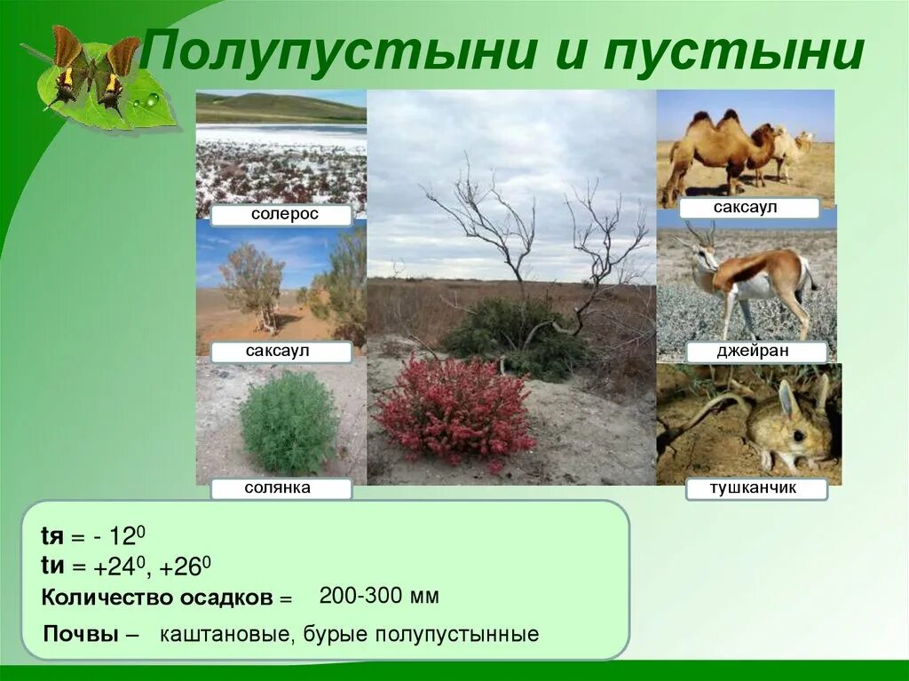 Природная зона пустыня растения. Природная зона пустынь и полупустынь. Природная зона пустыня и полупустыня. Зона пустынь и полупустынь в России. Зона полупустынь и пустынь растения.