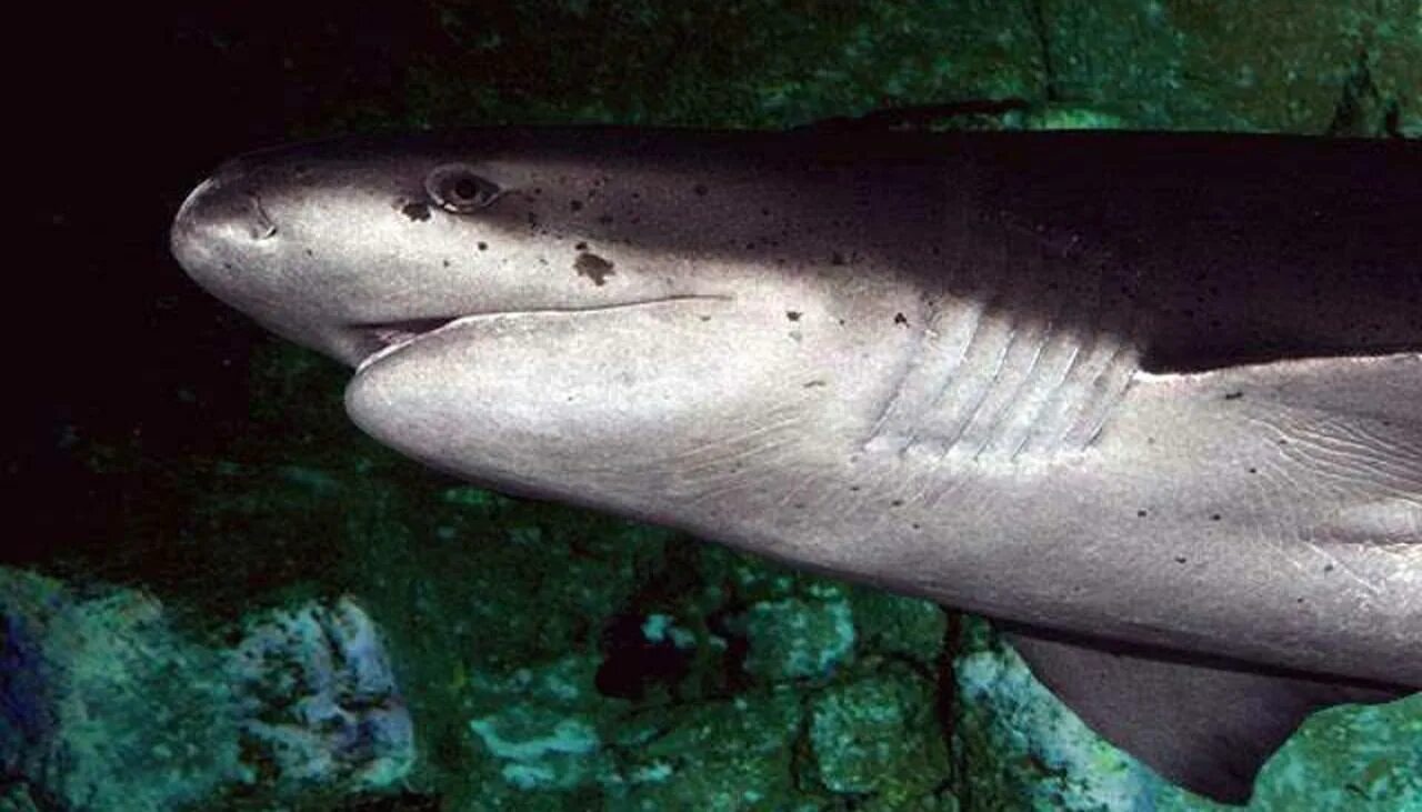 Акула коровы. Notorynchus cepedianus. плоскоголовая семижаберная акула. пепельная семижаберная акула. плосконосая шестижаберная акула.