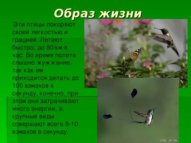 Взмахов в секунду. Колибри взмахи в секунду. жужжащая птица. вывод проекта колибри. птица которая делает 80 взмахов.