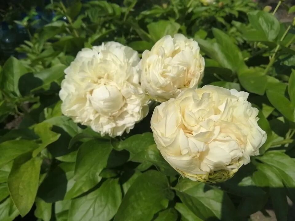 пион блонди вижн. блонд вижен. корни пиона блонд вижин. блонд вижен. блонд вижен.