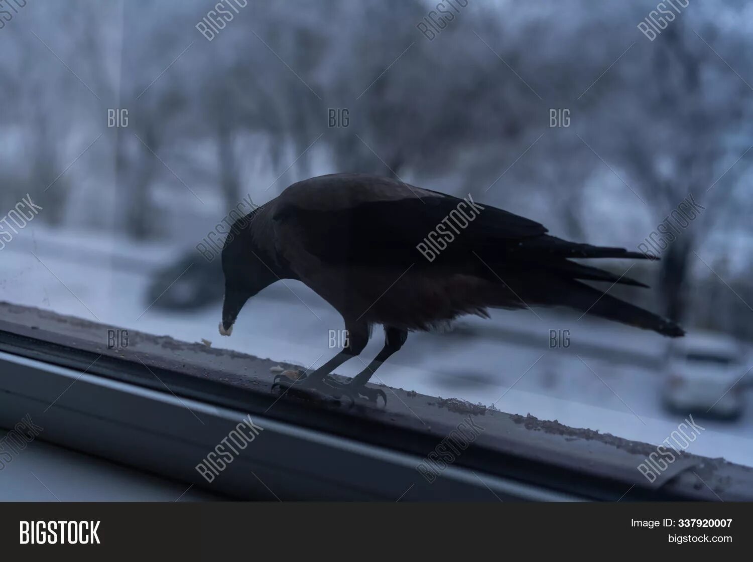 Ворон стучит в окно. Ворона за окном. Ворона на окне. Вороны в окне. Ворон за окном.