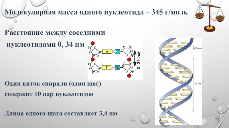 Молекулярная масса 1 нуклеотида. Масса нуклеотида ДНК. Масса 1 нуклеотида в ДНК. Масса нуклеотида.